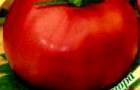 Сорт томата: Миледи f1