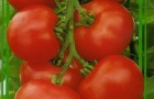 Сорт томата: Мондиаль f1