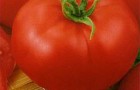 Сорт томата: Моравское чудо