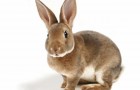Незаразные болезни кроликов – Конъюнктивит