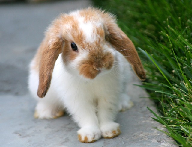 Незаразные болезни кроликов – Витамин А
