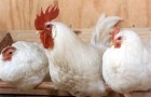 Незаразные болезни кур – Способы введения лекарств птицам