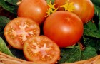 Сорт томата: Огородник