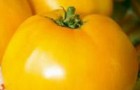 Сорт томата: Оранжевое лето