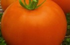 Сорт томата: Оранжевый бой f1