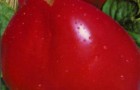 Сорт томата: Орлиное сердце