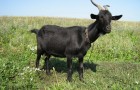 Отдельные случаи болезни коз – Мухи и клещаки
