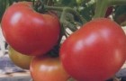 Сорт томата: Пандароза f1