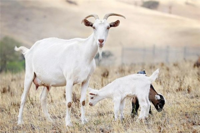 Паразитарные заболевания коз – Чесотка