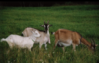 Паразитарные заболевания коз – Диктиакулез