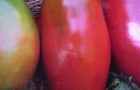 Сорт томата: Перцевидный гигант