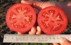 Сорт томата: Пиетро f1