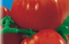 Сорт томата: Пломень