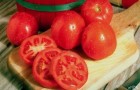 Сорт томата: Посьет