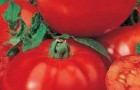 Сорт томата: Прекрасная леди f1