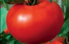 Сорт томата: Псебай f1