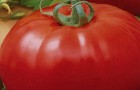 Сорт томата: Птица счастья