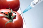 Ученые пришли к выводу: ГМО приведет к био-войне