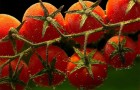 Сорт томата: Ёлкинский фермер f1