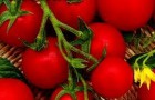 Сорт томата: Жемчужина красная