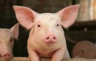 Заболевание свиней – Аскаридоз