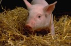 Заболевание свиней – Бруцеллез