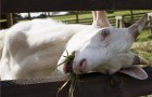 Заболевания коз, связанные с неправильным кормлением – Колики