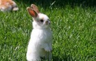 Заболевания кроликов – Колибактериоз