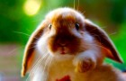 Заболевания кроликов – Пододерматит