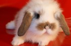 Заболевания кроликов – Цистит