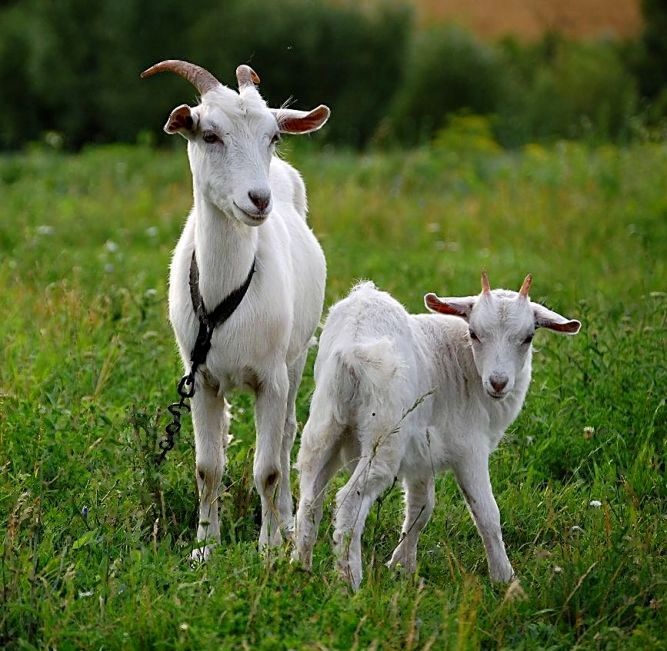 Заболевания вымени коз – Трещины на сосках