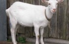 Заболевания вымени коз – Воспаление вымени
