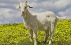 Заразные заболевания коз – Инфекционный мастит