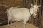 Заразные заболевания коз – Копытная гниль