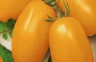 Сорт томата: Золотая пуля
