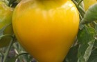 Сорт томата: Золотой король