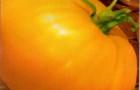 Сорт томата: Золотой век