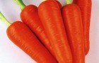 Сорт моркови: Абако f1