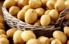 Сорт картофеля: Антонина