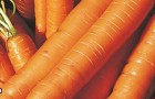 Сорт моркови: Арбулак f1