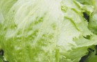 Сорт капусты белокочанной: Арктика f1