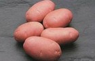 Сорт картофеля: Астерикс