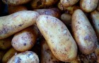 Сорт картофеля: Атлант