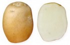 Сорт картофеля: Батя