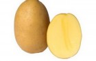 Сорт картофеля: Беллаприма