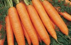 Сорт моркови: Берски f1