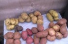 Сорт картофеля: Брянский юбилейный