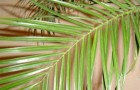 Букет с листьями финиковой пальмы