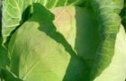 Сорт капусты белокочанной: Дублер f1