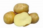 Сорт картофеля: Евростарч